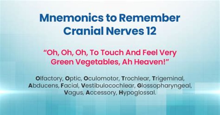 Learn 12 Cranial Nerves Fast: Mnemonics & Guides!