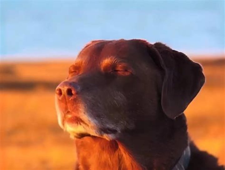 The **Dog With Eyes Closed Meme**: A Look at Our Favorite Sleepy Pups Online