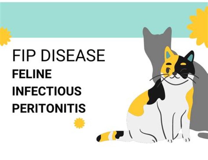 Understanding Fip Fik: A Comprehensive Guide