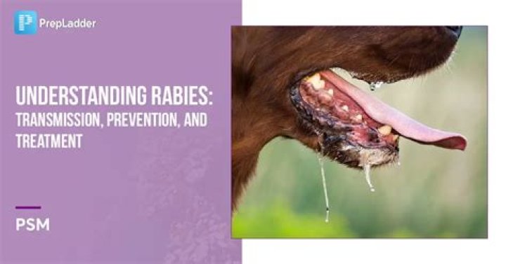 Understanding Rabies in Lagomorphs: Risks & Prevention